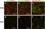 Occludin Antibody in Immunocytochemistry (ICC/IF)