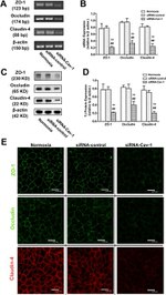 Occludin Antibody in Western Blot, Immunocytochemistry (WB, ICC/IF)