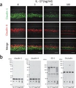 Claudin 4 Antibody in Western Blot (WB)