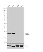 Claudin 4 Monoclonal Antibody (3E2C1)
