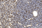 PSAP Antibody in Immunohistochemistry (Paraffin) (IHC (P))