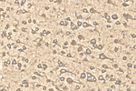 PSAP Antibody in Immunohistochemistry (Paraffin) (IHC (P))