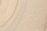 PSAP Antibody in Immunohistochemistry (Paraffin) (IHC (P))