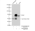 PSAP Antibody in Immunoprecipitation (IP)
