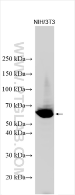 PSAP Antibody in Western Blot (WB)