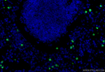 MMP8 Antibody in Immunohistochemistry (Paraffin) (IHC (P))