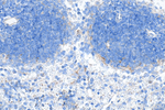 Complement factor B Antibody in Immunohistochemistry (Paraffin) (IHC (P))
