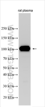 Complement factor B Antibody in Western Blot (WB)