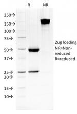 HSP27 (Heat Shock Protein 27) Antibody in SDS-PAGE (SDS-PAGE)