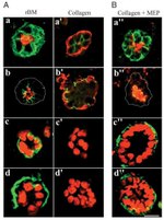 Occludin Antibody in Immunocytochemistry (ICC/IF)