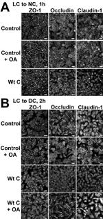 Occludin Antibody in Immunocytochemistry (ICC/IF)