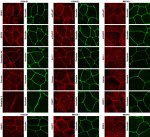 Occludin Antibody in Immunocytochemistry (ICC/IF)