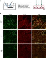 Occludin Antibody in Immunocytochemistry (ICC/IF)