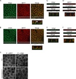 E-cadherin Antibody in Immunocytochemistry (ICC/IF)