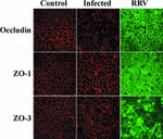 Occludin Antibody in Immunocytochemistry (ICC/IF)