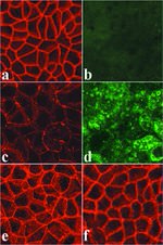 Occludin Antibody in Immunocytochemistry (ICC/IF)