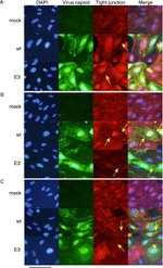 Occludin Antibody in Immunocytochemistry (ICC/IF)