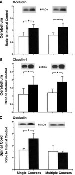 Claudin 1 Antibody in Western Blot (WB)