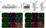 Occludin Antibody in Immunocytochemistry (ICC/IF)