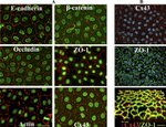 Occludin Antibody in Immunocytochemistry (ICC/IF)