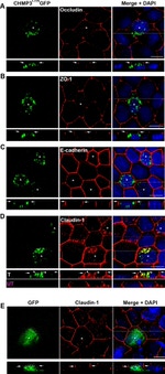 Occludin Antibody in Immunocytochemistry (ICC/IF)