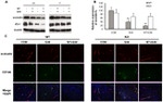 Occludin Antibody in Western Blot, Immunocytochemistry (WB, ICC/IF)