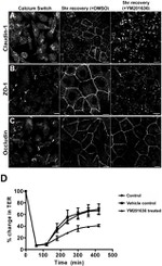Occludin Antibody in Immunocytochemistry (ICC/IF)