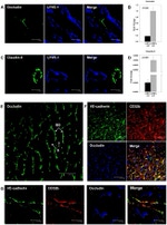 Claudin 5 Antibody in Immunohistochemistry (IHC)