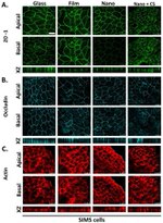 Occludin Antibody in Immunocytochemistry (ICC/IF)