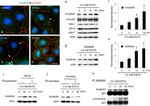 Occludin Antibody in Western Blot, Immunocytochemistry (WB, ICC/IF)