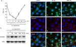 Occludin Antibody in Immunocytochemistry (ICC/IF)
