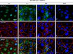 Occludin Antibody in Immunocytochemistry (ICC/IF)