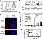 Occludin Antibody in Western Blot, Immunocytochemistry, Flow Cytometry (WB, ICC/IF, Flow)