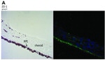 ZO-1 Antibody in Immunohistochemistry (IHC)