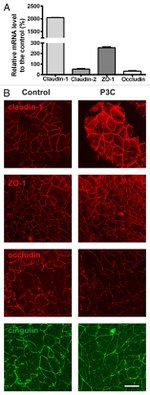 Occludin Antibody in Immunocytochemistry (ICC/IF)