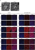 Occludin Antibody in Immunohistochemistry (Paraffin) (IHC (P))