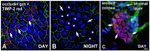 Occludin Antibody in Immunohistochemistry (Frozen) (IHC (F))