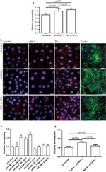 Occludin Antibody in Immunocytochemistry (ICC/IF)