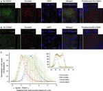 Occludin Antibody in Immunocytochemistry (ICC/IF)