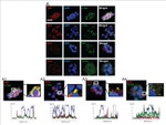 Occludin Antibody in Immunocytochemistry (ICC/IF)