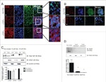 Occludin Antibody in Immunocytochemistry (ICC/IF)