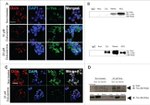 Occludin Antibody in Immunocytochemistry, Immunoprecipitation (ICC/IF, IP)