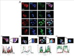 Occludin Antibody in Immunocytochemistry (ICC/IF)