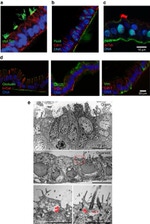 Occludin Antibody in Immunohistochemistry (IHC)