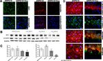Occludin Antibody in Western Blot, Immunocytochemistry (WB, ICC/IF)