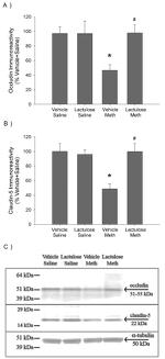 Claudin 5 Antibody in Western Blot (WB)