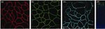 Occludin Antibody in Immunocytochemistry (ICC/IF)