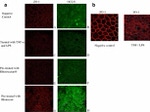 Occludin Antibody in Immunocytochemistry (ICC/IF)