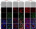 Occludin Antibody in Immunohistochemistry (IHC)