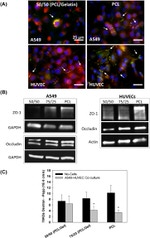 Occludin Antibody in Immunocytochemistry (ICC/IF)